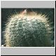 Notocactus_callianthus.jpg