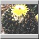 Notocactus_corynodes.jpg