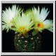 Notocactus_crassigibbus.jpg