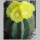 Notocactus_magnificus1.jpg