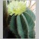 Notocactus_magnificus.jpg