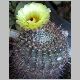 Notocactus_mammulosus.jpg