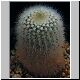 Notocactus_scopa_machadoensis.JPG