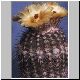Notocactus_veenianus.jpg